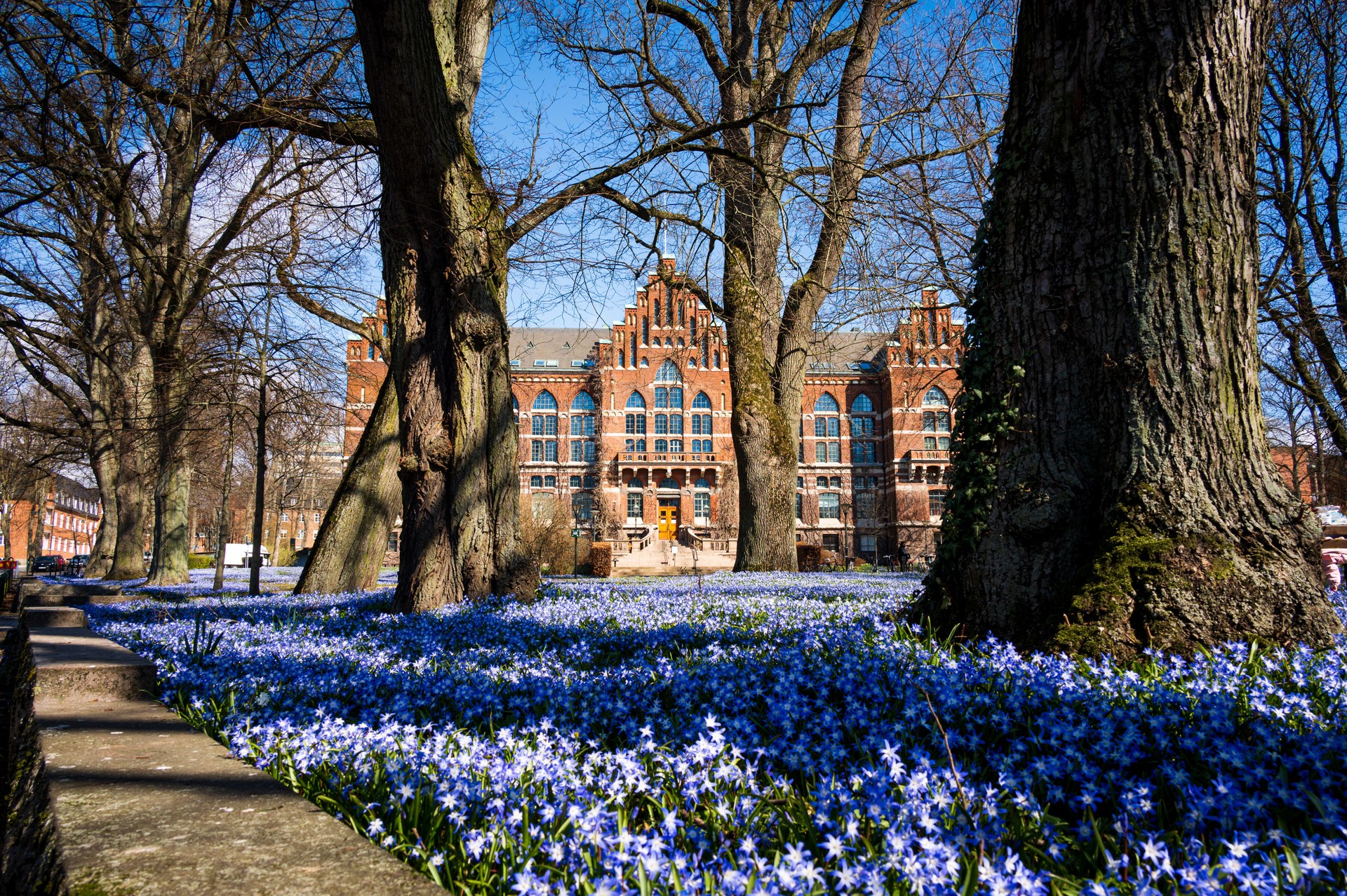 Field of blue flowers in front of university library in Lund Sweden during spring day